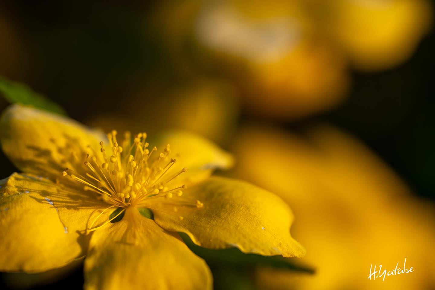 庭の花 マクロレンズめっちゃ楽しい！三脚無し微風での撮影。風で花が揺れてピントが合わせにくかったのでオートで。もう少し手前までピント合わせたかった1枚。ちなf2.8(´･ω･`) #a6400 #sigma70mmmacro #写真好きな人…
